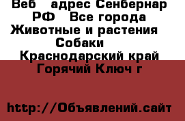 Веб – адрес Сенбернар.РФ - Все города Животные и растения » Собаки   . Краснодарский край,Горячий Ключ г.